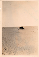 CV433