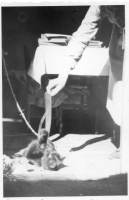 EV239
