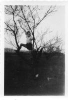 EV386