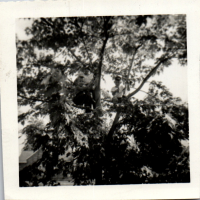 FS0833