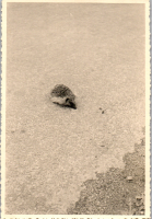 GC0998