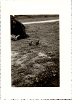 HC0233