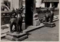 LIV19161