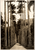 LIV19185