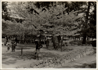 LIV19229