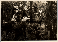 LIV19639